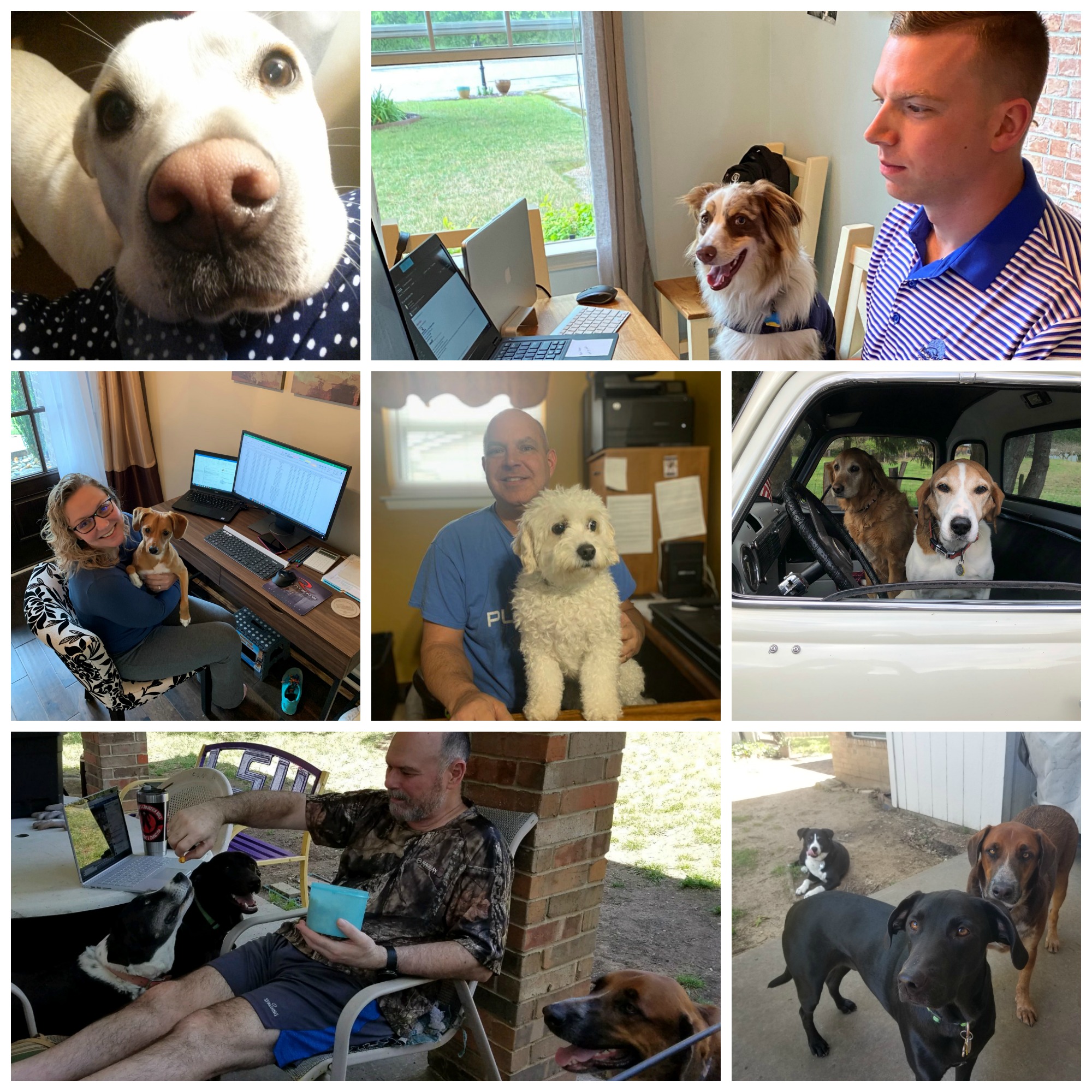 Collage_Work_at_Home_Pet_Photos