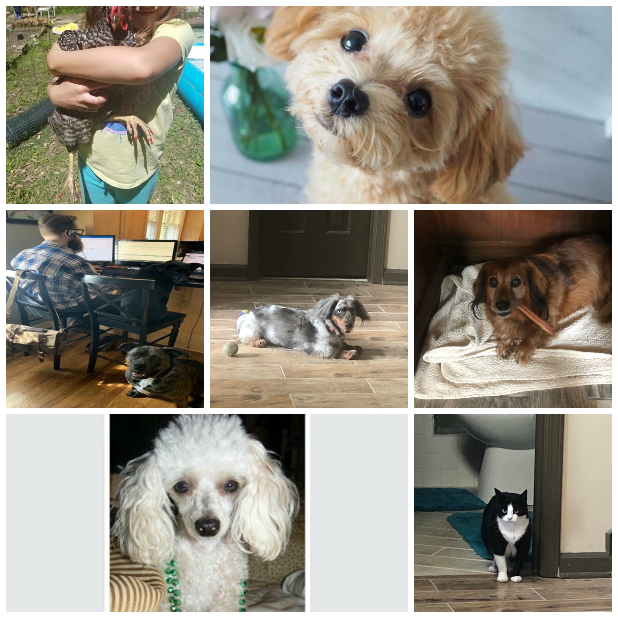 Collage_Work_at_Home_Pets